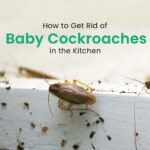 How Do You Get Rid of Roaches in the Kitchen?
