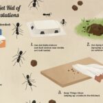 How to Get Rid of Ants in the Kitchen?