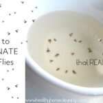 How to Get Rid of Fruit Flies in Kitchen?